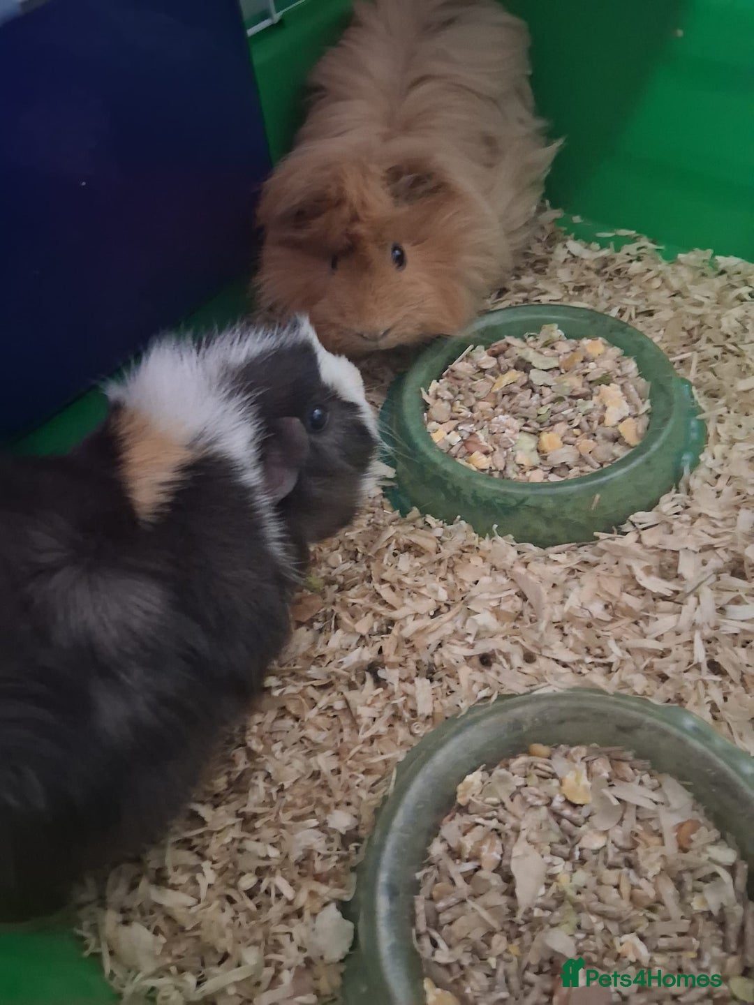 Guinea Pig rodents for sale: Male Ginepigs x 2 6 months old - Advert 1