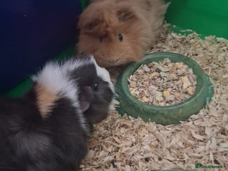 Guinea Pig rodents Male Ginepigs x 2 6 months old - Advert 1