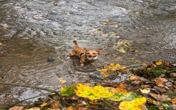 Jack Russell dogs for stud: My Gorgeous blue merle miniature jack  - Image 2
