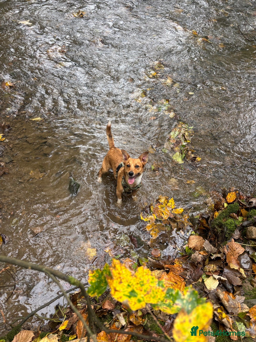 Jack Russell dogs for stud: My Gorgeous blue merle miniature jack  - Image 2