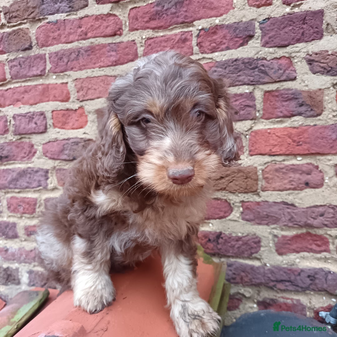 Labradoodle dogs for sale: Mini Labradoodles🐾🌟ready 3/1/26 full vaccine🌟🐾 - Advert 3