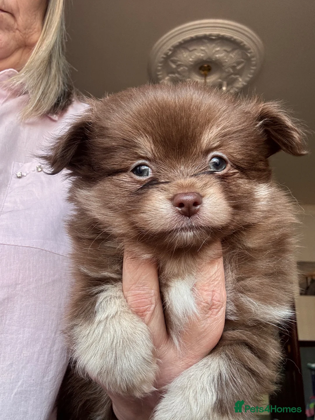 Pomchi dogs for sale: F1 pomchi chocolate boy - Advert 5