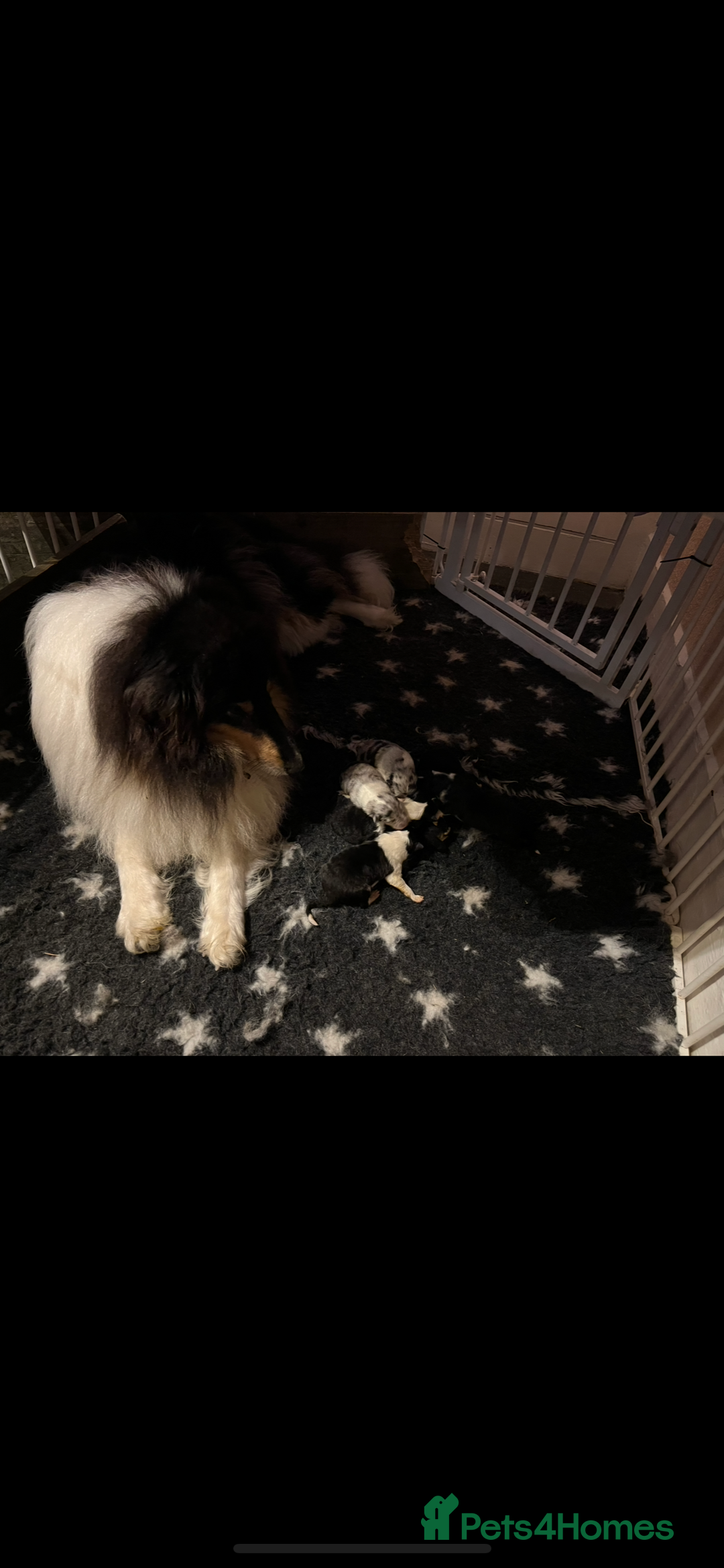 Rough Collie dogs for sale: Kc registered rough collie puppies  - Advert 11