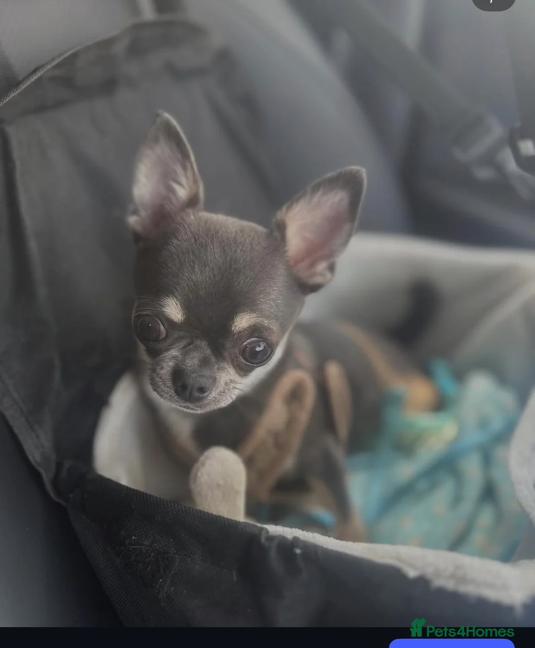 Chihuahua dogs for sale: Ready now Tiny Chihuahua Puppies  - Advert 6