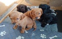 Cockerdor dogs for sale: Cockerdor puppies  - Advert 4
