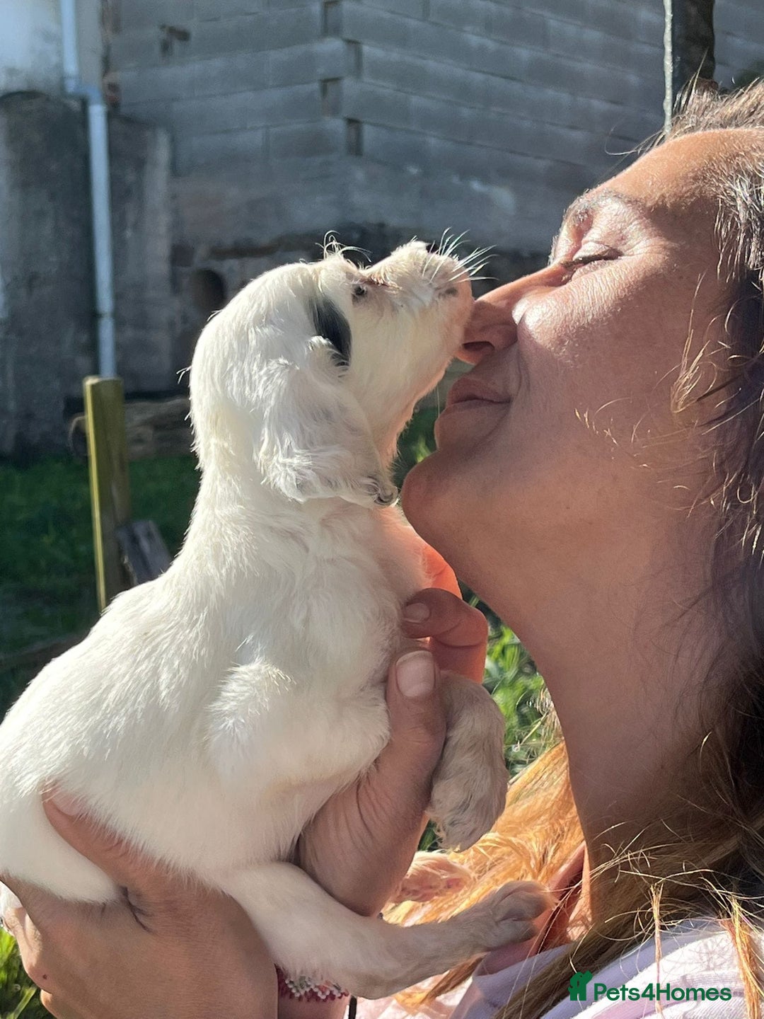 English Setter dogs for adoption: Setter x pups  - Image 14