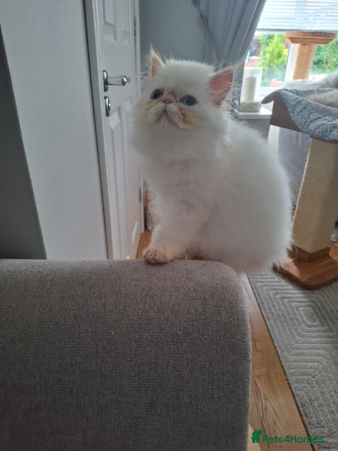 Persian cats for sale: Persian Himilayan Kittens For Sale GCCF Registered - Image 2