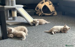 British Shorthair cats for sale: Stunning lilac BSH  - Image 4