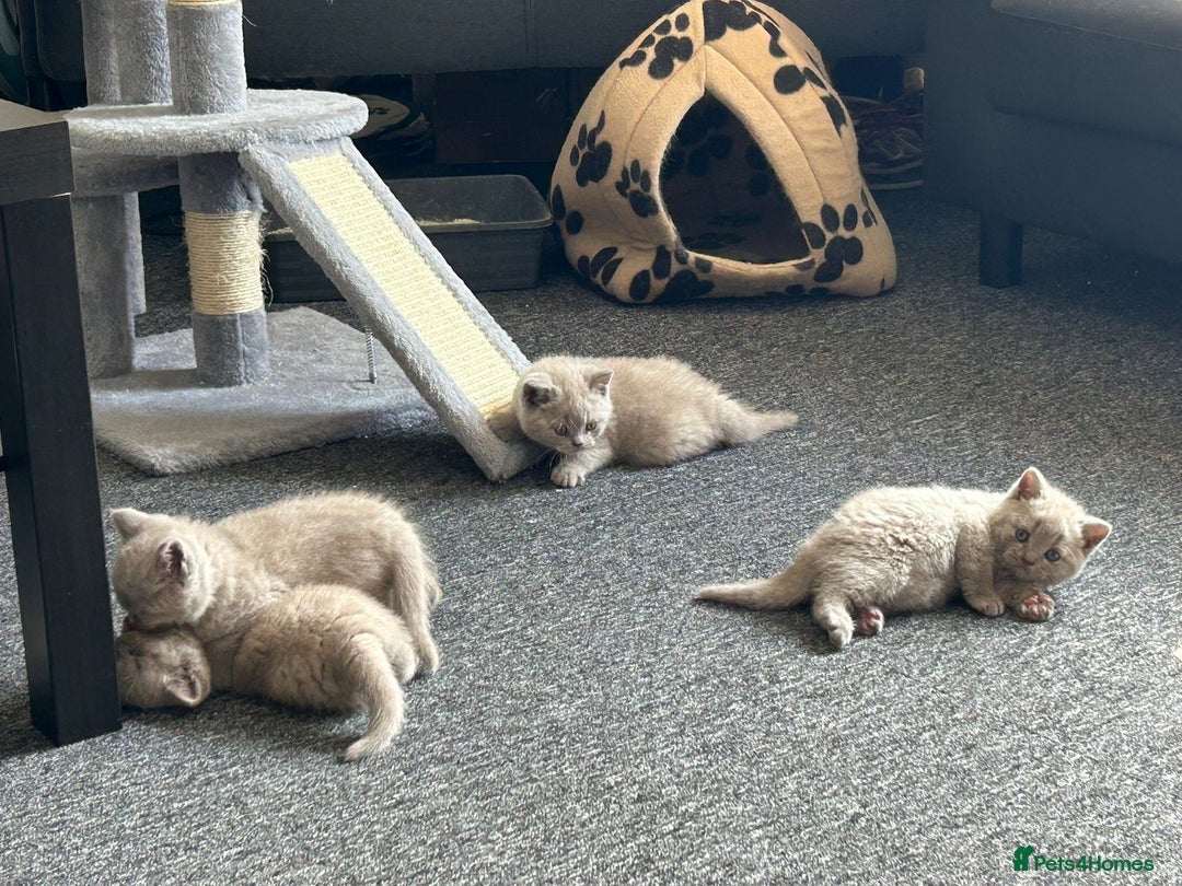 British Shorthair cats for sale: Stunning lilac BSH  - Image 4
