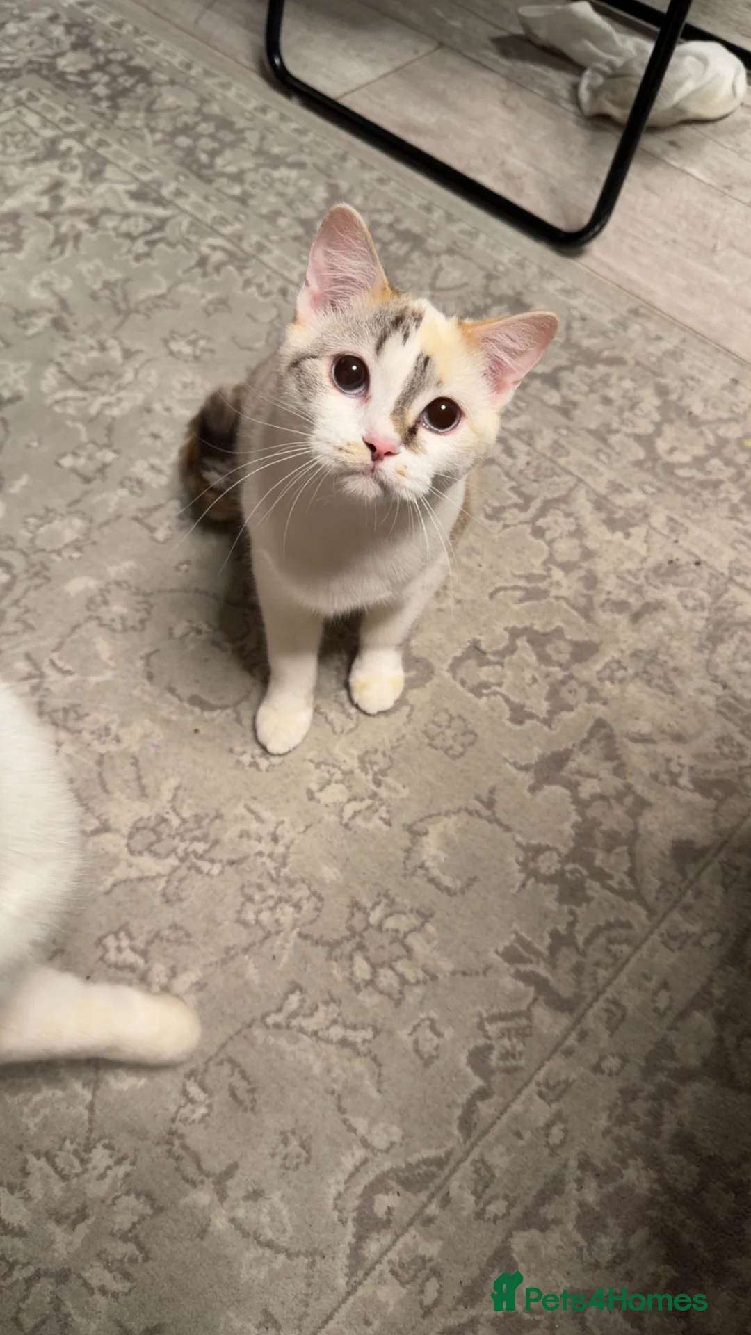 Mixed Breed cats for sale: Beautiful Half British Shorthair x Bengal Kittens  - Advert 2