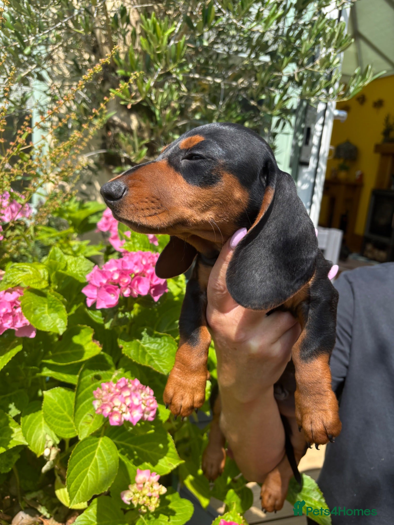 Miniature Dachshund dogs Stunning KC Miniature Dachshund Last 3 - Advert 1