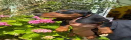 Miniature Dachshund dogs for sale: Stunning KC Miniature Dachshund Last 3 - Advert 1