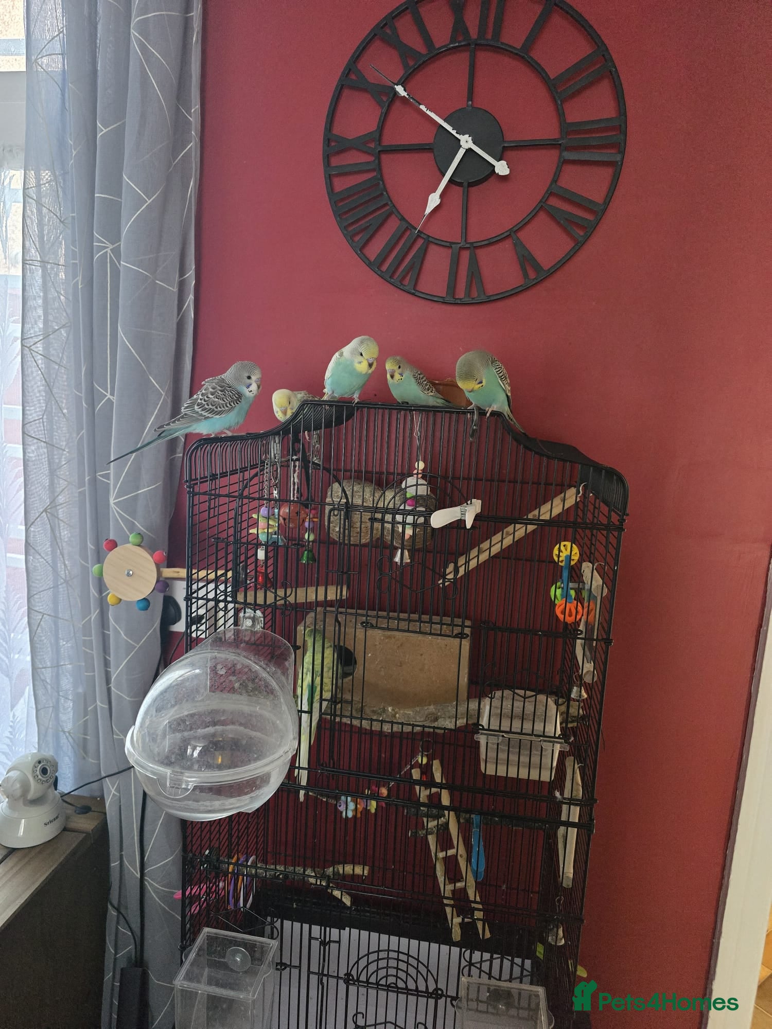 Budgerigars birds Baby budgies - Advert 2