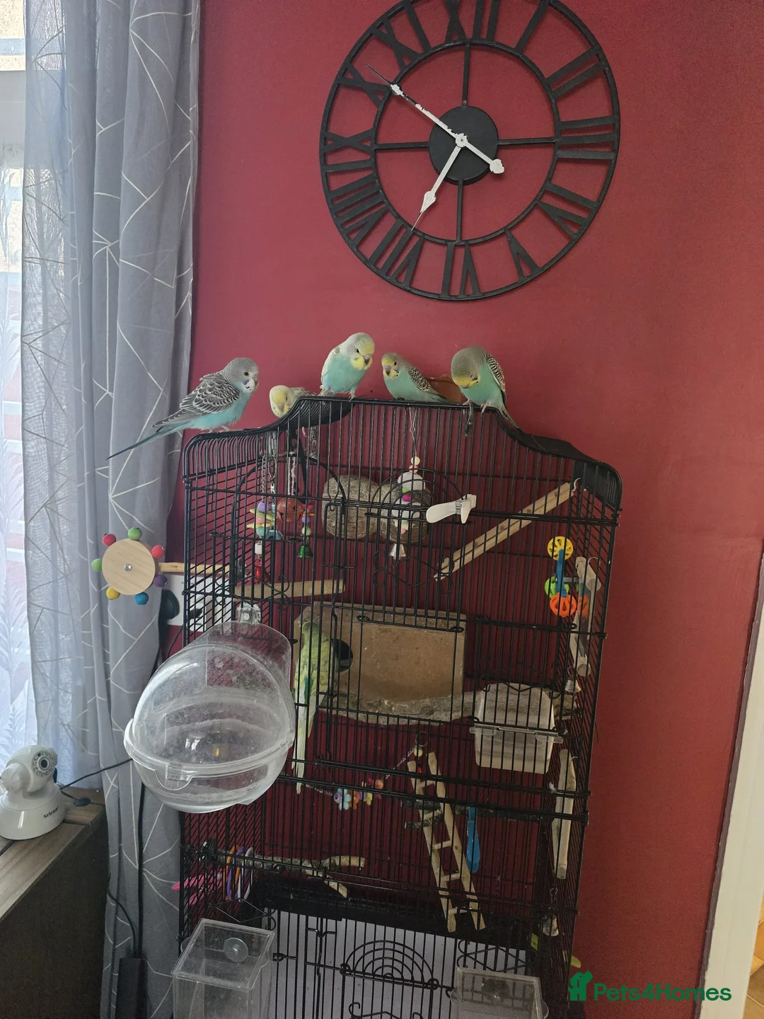 Budgerigars birds for sale: Baby budgies - Advert 1