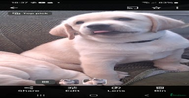 Labrador Retriever dogs - Advert 6