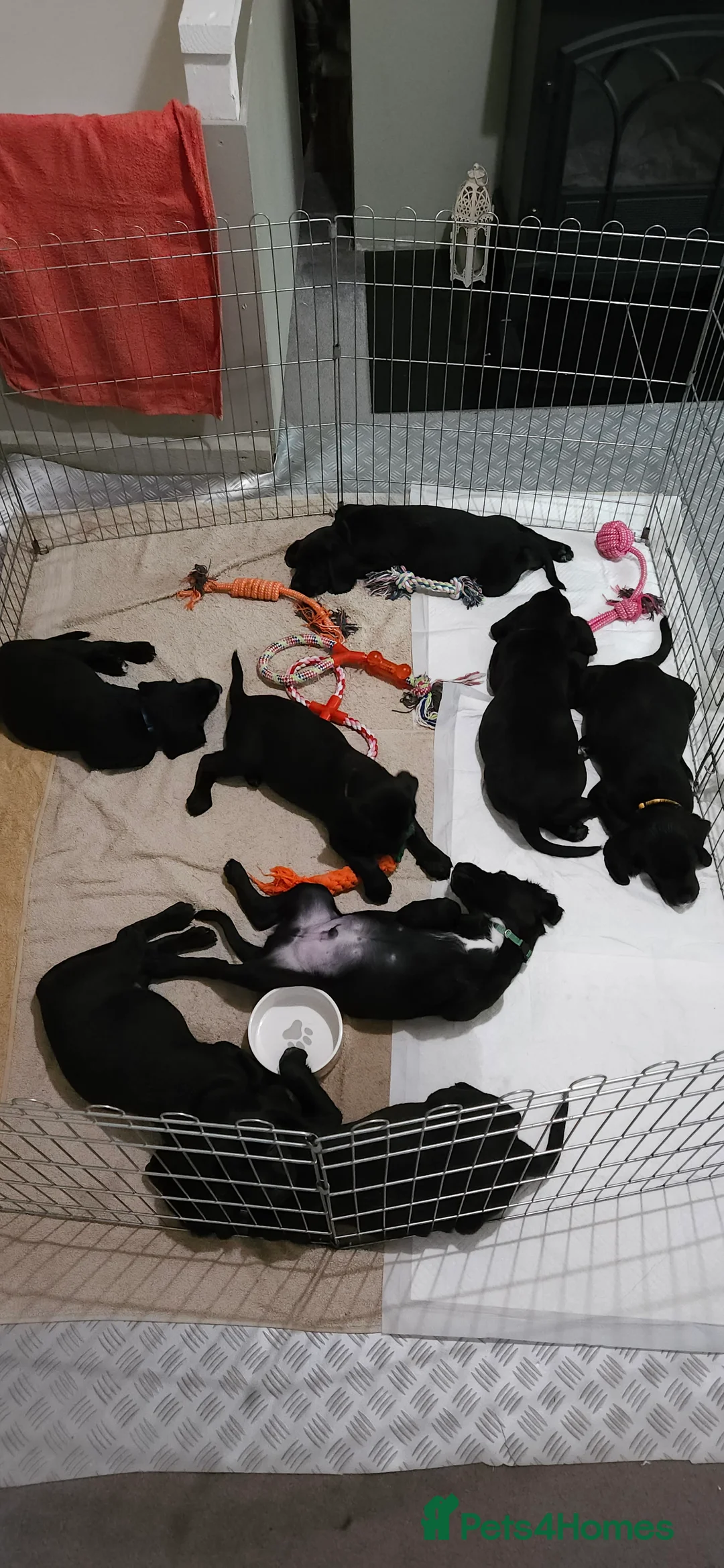 Labrador Retriever dogs for stud: Gorgeous Labrador retriever "PROVEN STUD" in Haddington - Advert 11