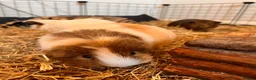 Guinea Pig rodents for sale: Four female bonded guinea pigs in Hereford - Advert 5