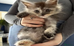 Maine Coon cats for sale: Stunning pedigree mc kitten girl - Image 2