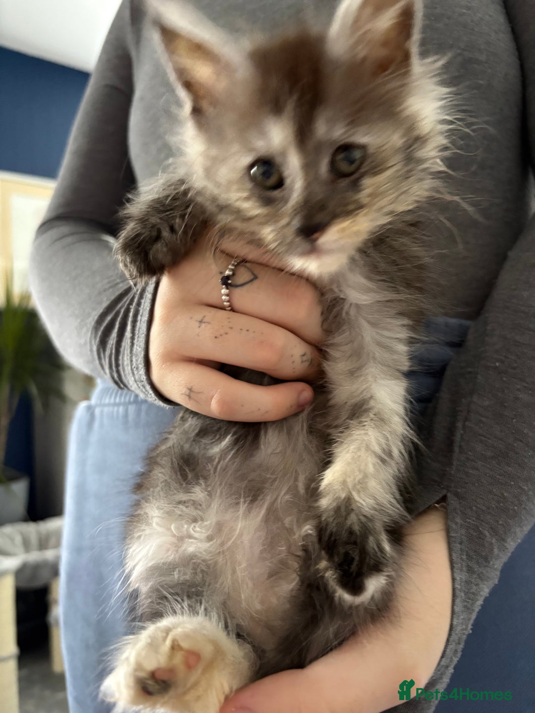 Maine Coon cats for sale: Stunning pedigree mc kitten girl - Image 2