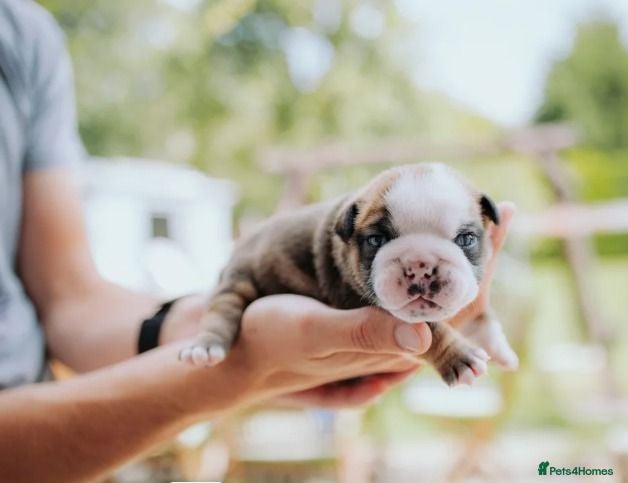 English Bulldog dogs English Bulldog Puppies - Advert 1
