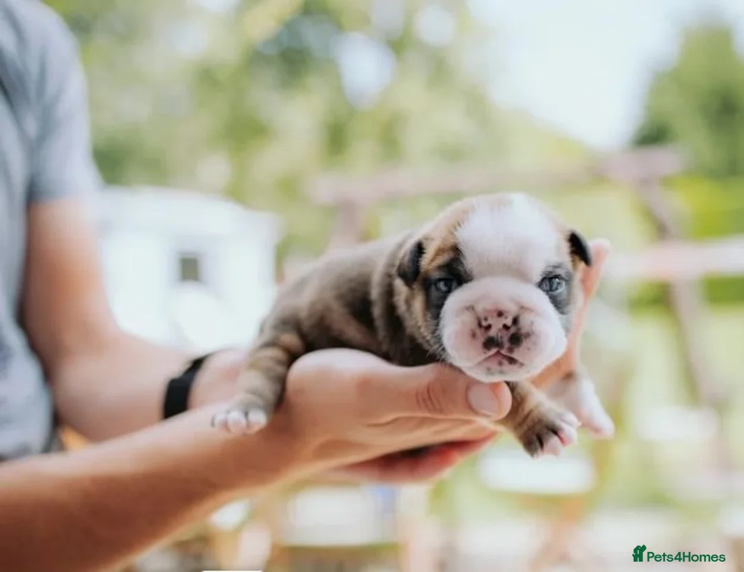 English Bulldog dogs for sale: English Bulldog Puppies in Bournemouth - Advert 1