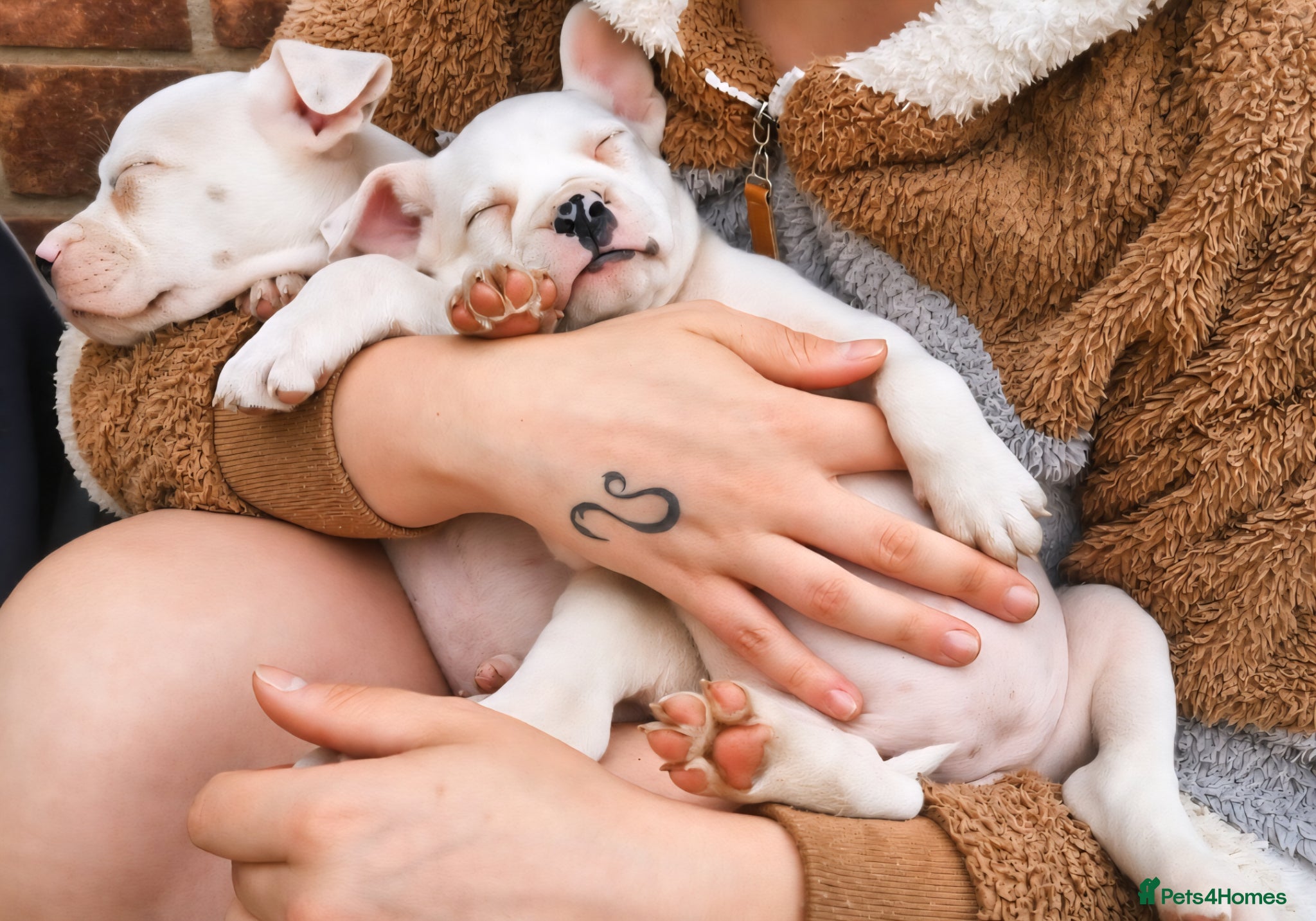 Mixed Breed dogs Staffordshire Bull Terrier x American Bulldog Pups - Advert 1