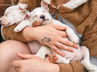 Mixed Breed dogs Staffordshire Bull Terrier x American Bulldog Pups - Advert 1