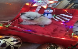 Ragdoll cats for sale: 8 beautiful ragdolls ready for Christmas 🎁 - Advert 6