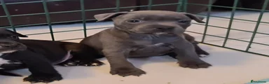 Staffordshire Bull Terrier Puppy 3
