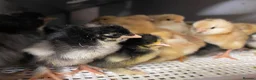 Chickens poultry for sale: Baby Chicks, Hatching eggs & Ducklings  - Advert 5