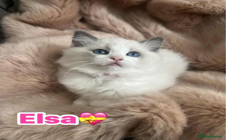 Ragdoll cats - Advert 6