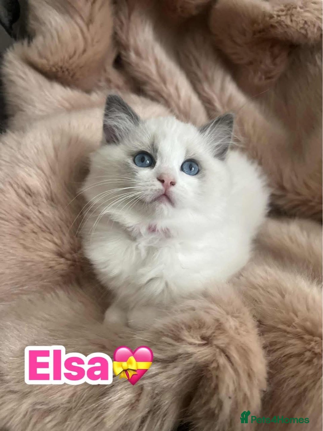 Ragdoll cats for sale: 💖Beautiful Ragdoll💖 Tica register  - Image 1
