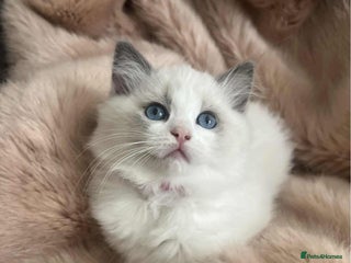 Ragdoll cats - Advert 1