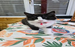 Mixed Breed cats for sale: Long haired black and white girl  - Image 1
