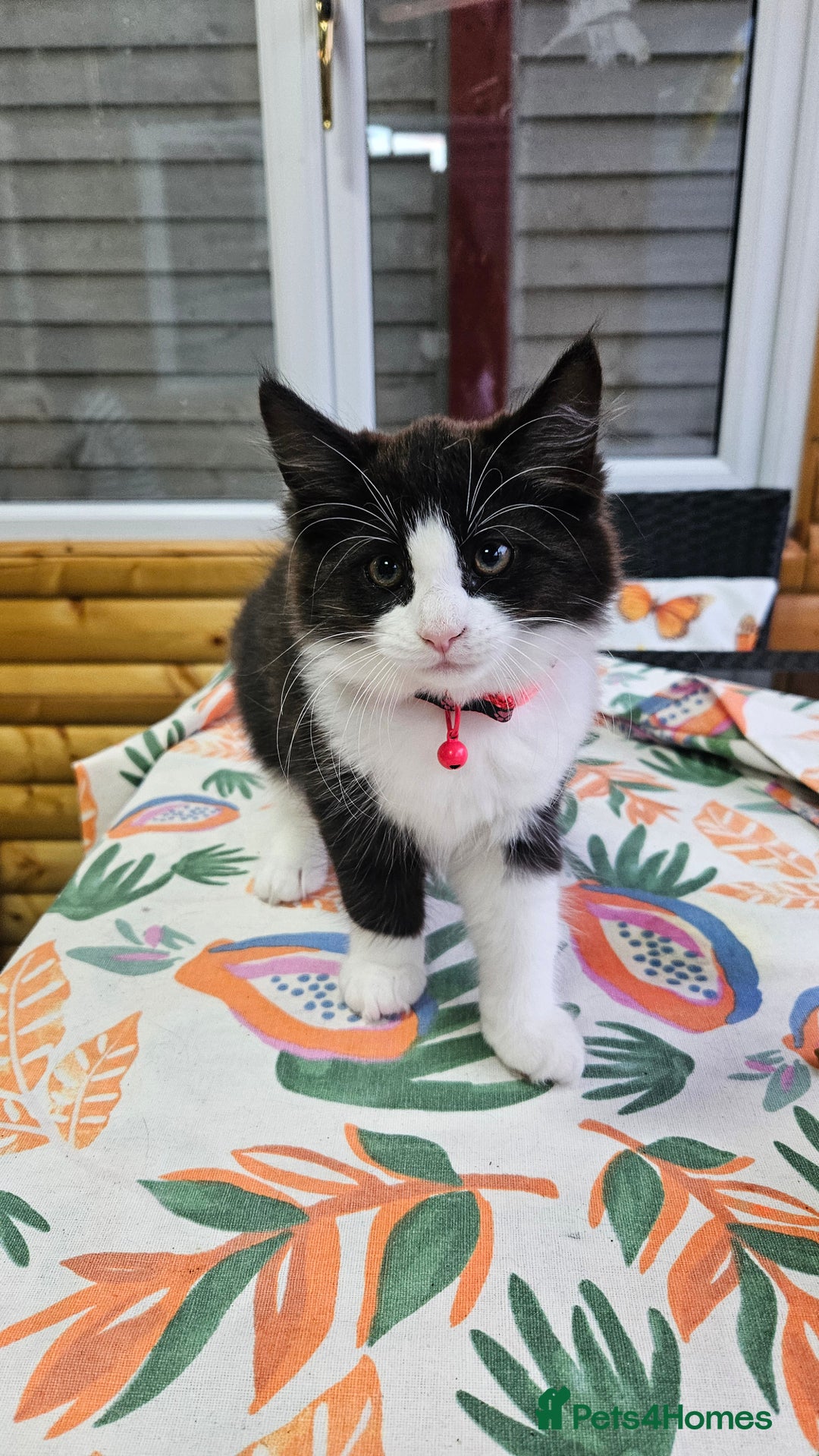 Mixed Breed cats for sale: Long haired black and white girl  - Image 1