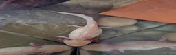 Other/Mixed Breed fish for sale: Adult Axolotyl  in Sheffield - Advert 2