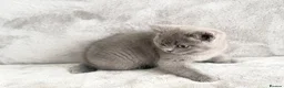 British Shorthair cats for sale: Only 1 Adorable British Shorthair boy left - Advert 16