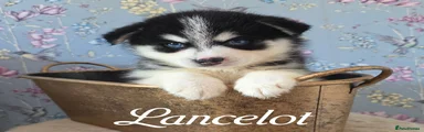 Lancelot