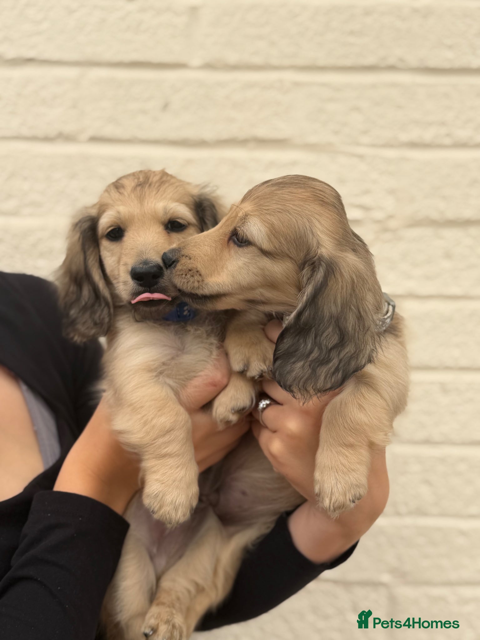 Miniature Dachshund dogs Ready Now! 2 Beautiful Cream Boys left 🤍  - Advert 1