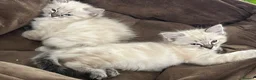 Ragdoll cats for sale: Beautiful 3 Ragdolls full of furry fun ❤️❤️❤️ - Advert 15