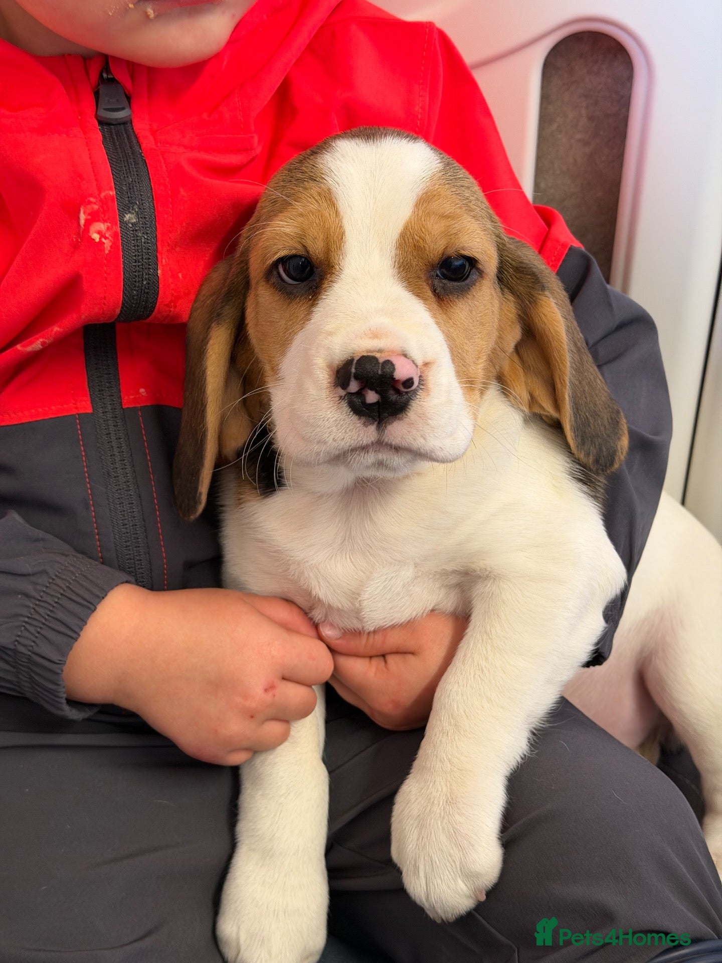 Beagle dogs 🐶 BEAUTIFUL KC REGISTERED CHUNKY BEAGLE PUPPIES🐶 - Advert 1