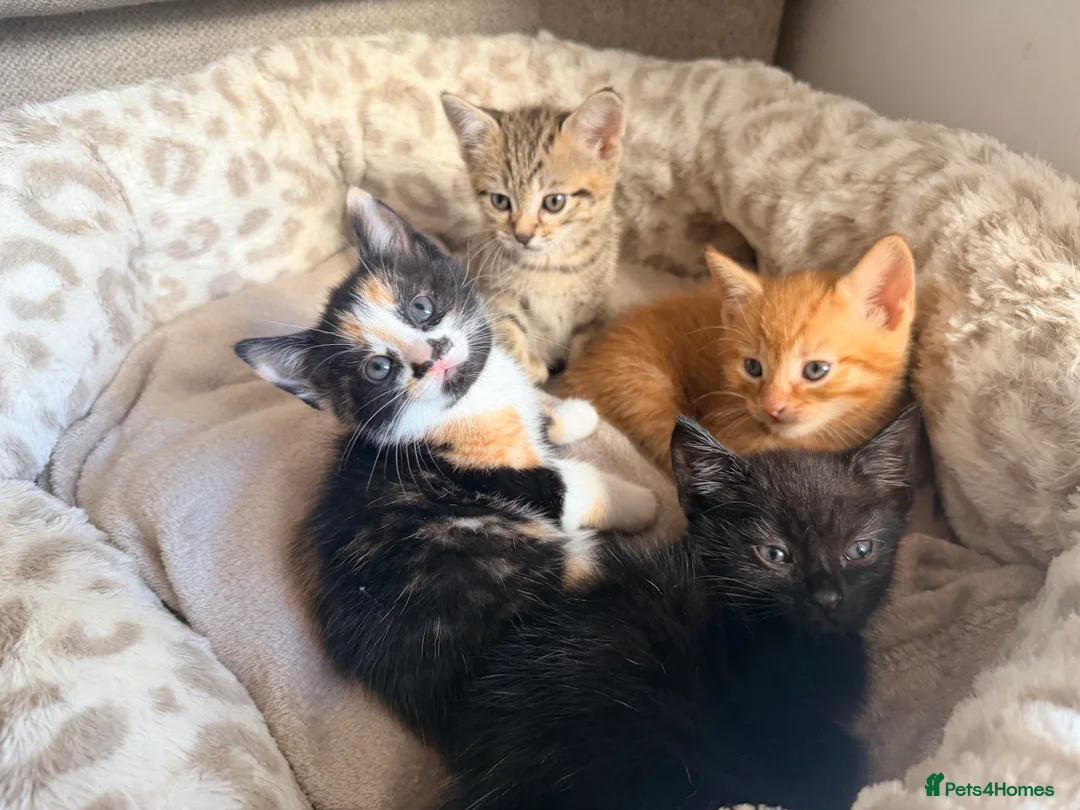 Domestic Shorthair cats for sale: Calico Kitten Ready for Her Forever Home ❤️ - Advert 2