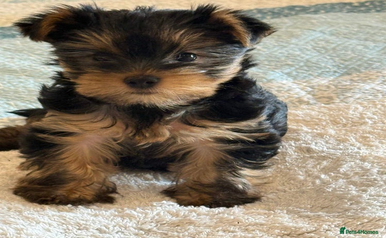 Yorkshire Terrier dogs - Advert 14