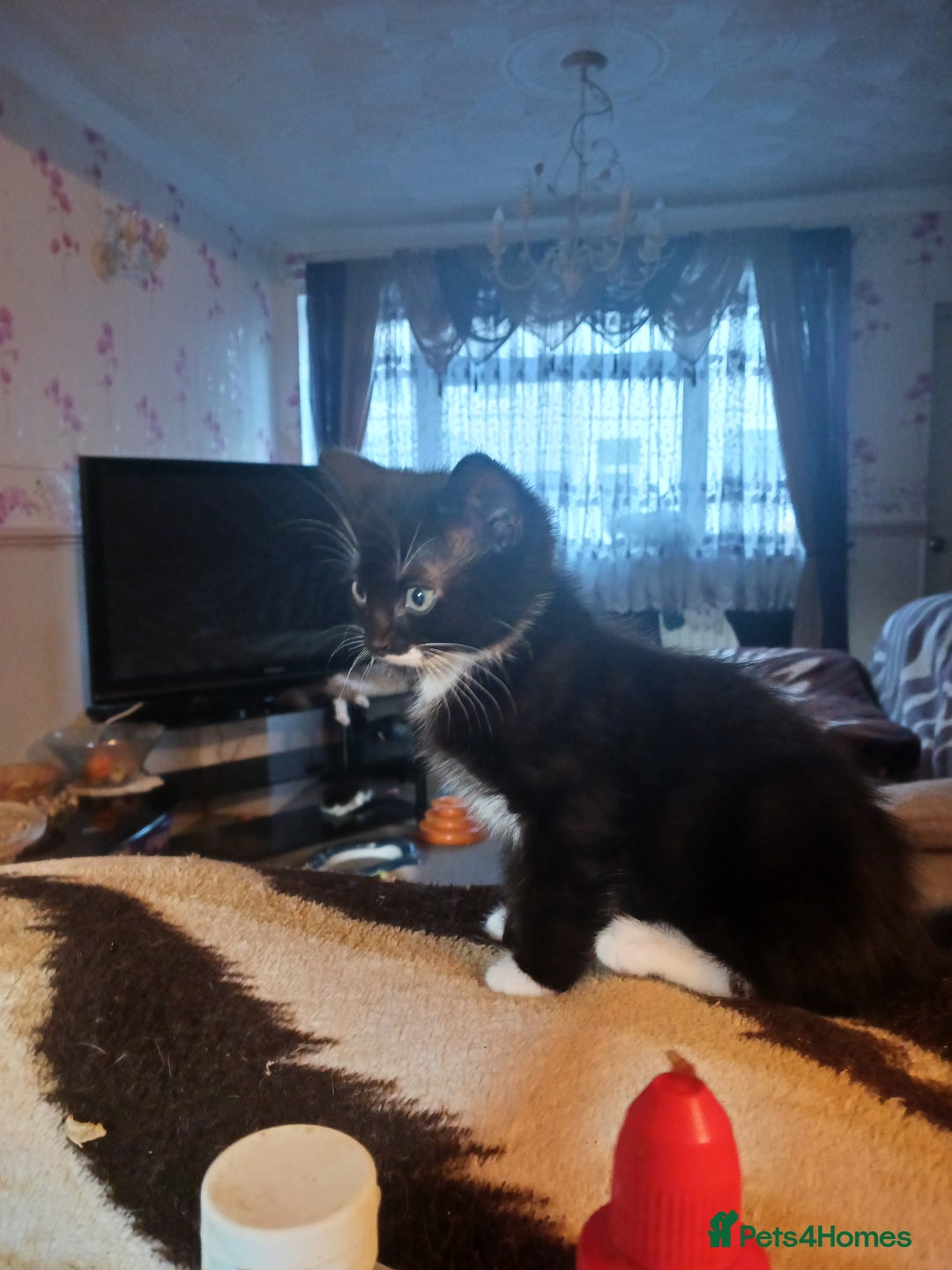 Ragdoll cats for sale: CUTE SOLID RAGDOLL KITTENS  - Image 7
