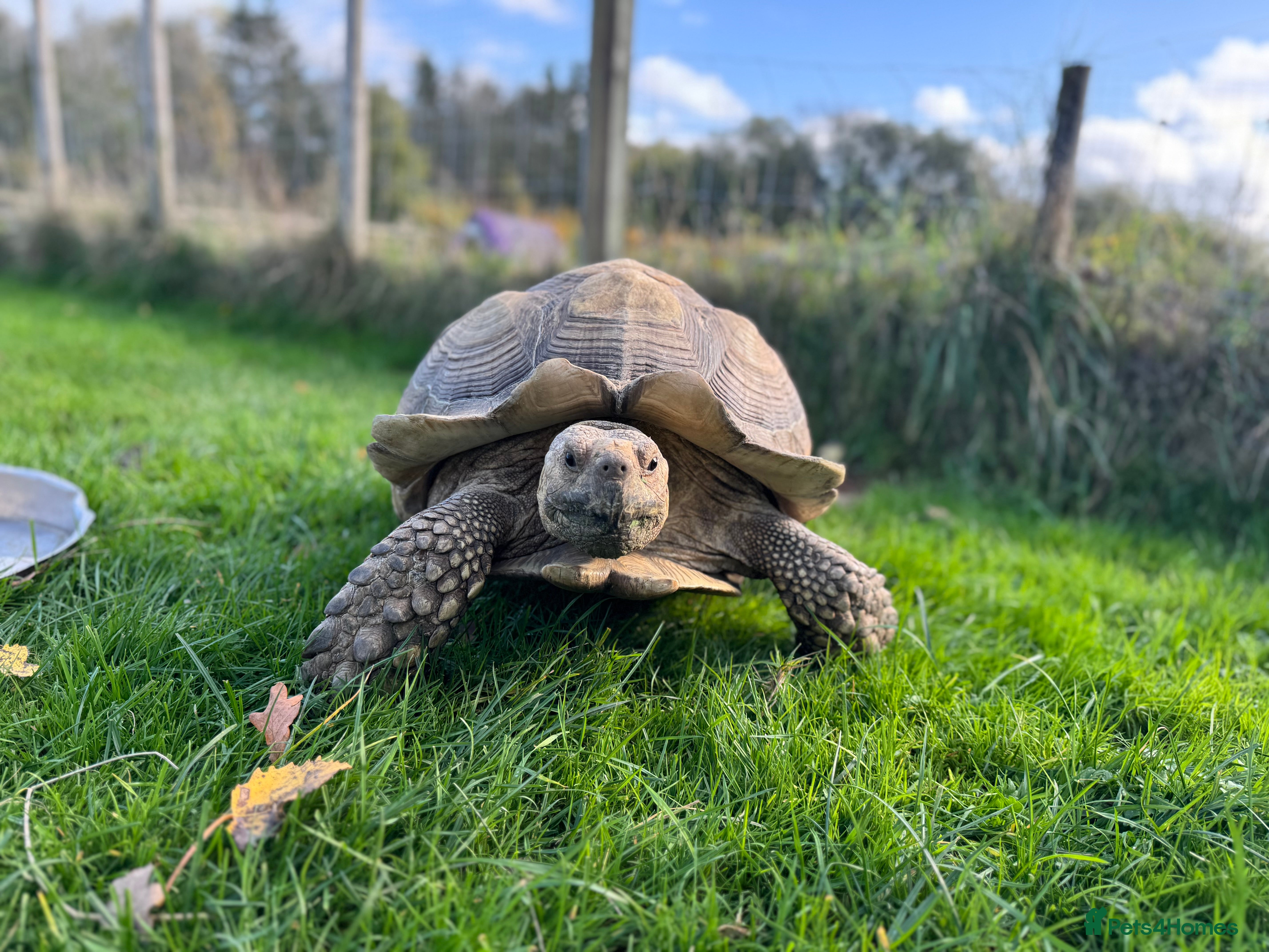 Tortoise reptiles Sulcata tortoise: 17 years old male  - Advert 1