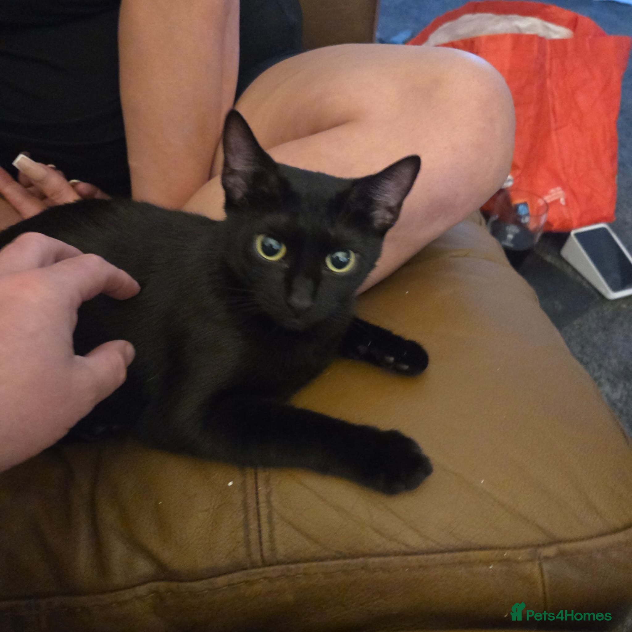 Mixed Breed cats Kittens for sale - Advert 12