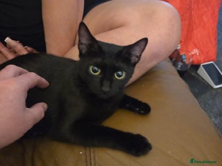 Mixed Breed cats Kittens for sale - Advert 1