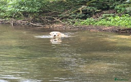 Golden Retriever dogs for sale: Beautiful girl looking for her forever home - Image 3