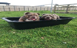 English Bulldog dogs for stud: F1 Stud dog  in Blackpool - Image 6
