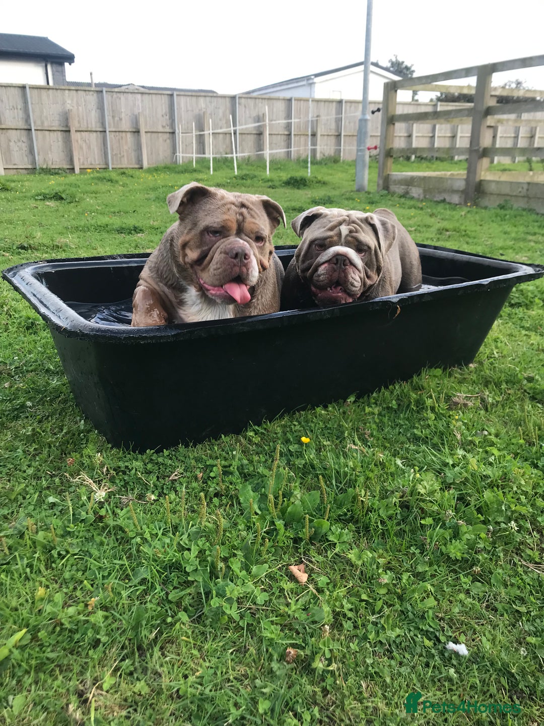 English Bulldog dogs for stud: F1 Stud dog  in Blackpool - Image 6